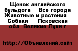 Щенок английского бульдога  - Все города Животные и растения » Собаки   . Псковская обл.,Великие Луки г.